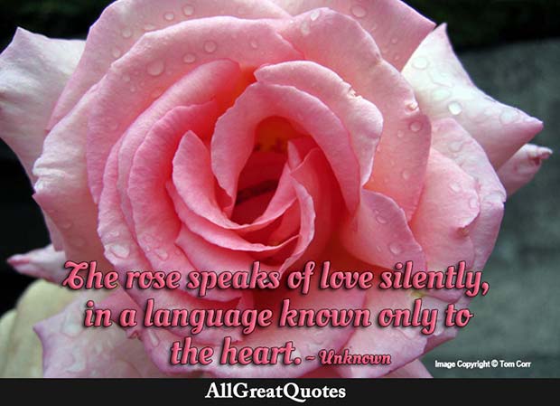 rose speaks of love quote