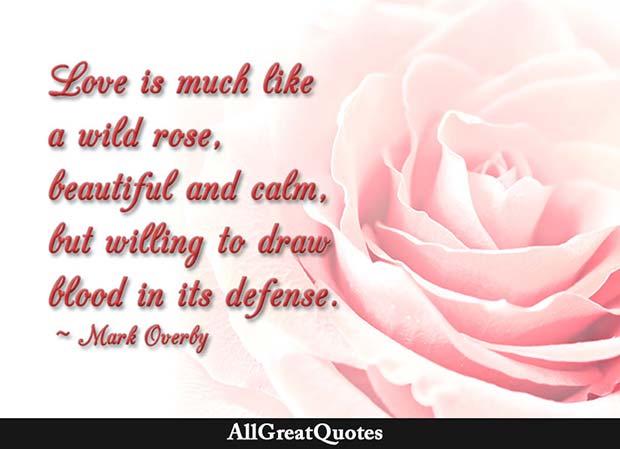 love like a wild rose quote - mark overby