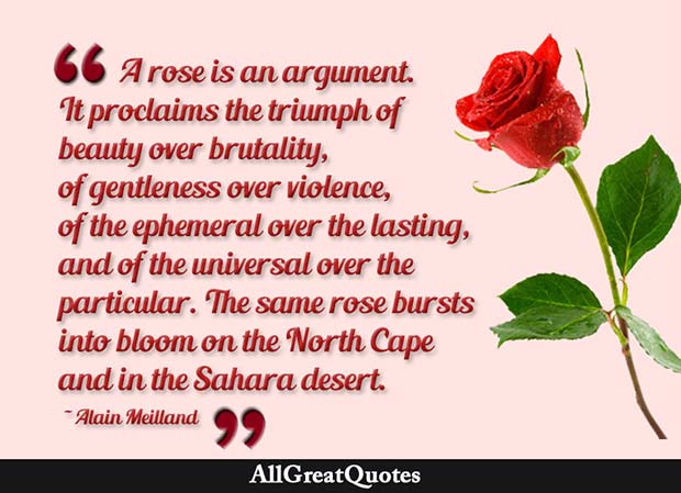 rose is an argument quote - alain meilland