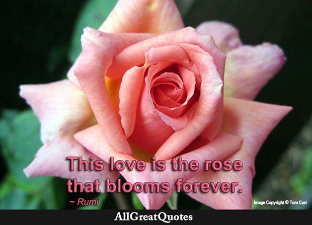 rose that blooms forever quote - rumi