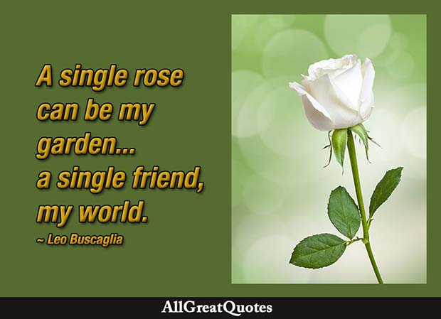 single rose quote - Leo Buscaglia